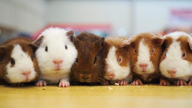 https://metro.co.uk/2018/07/16/guinea-pig-appreciation-day-things-need-know-buying-pet-guinea-pig-7720156/
