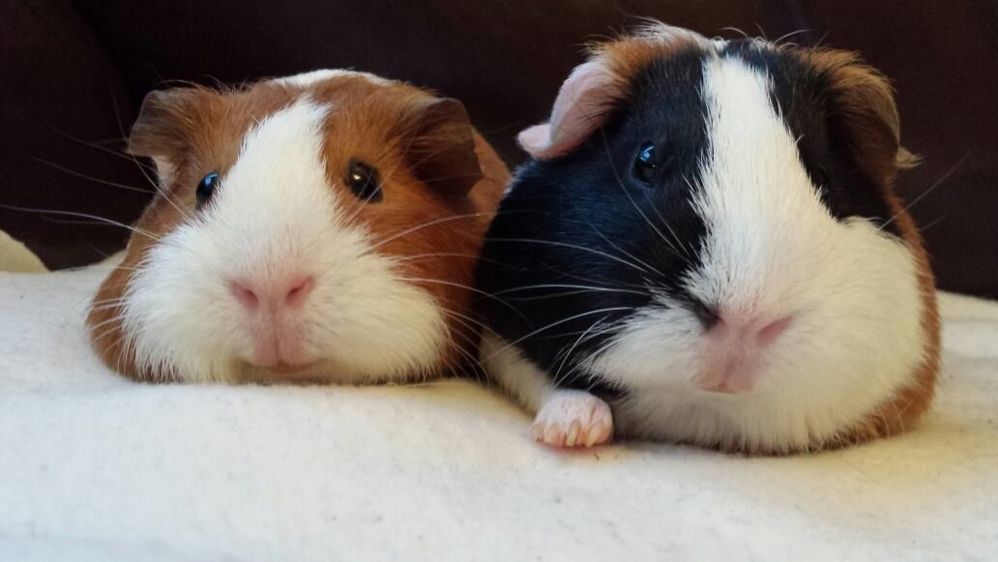 https://www.pets4homes.co.uk/classifieds/680204-two-lovely-female-guinea-pigs-looking-for-new-home-stoke-on-trent.html