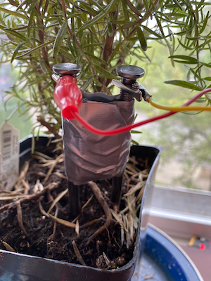A plant with a home-made soil moisture sensor in the soil