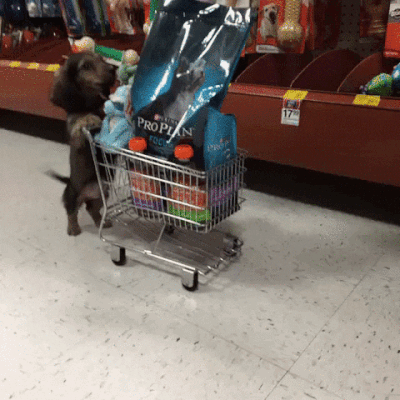 Dog pushing shopping cart.gif