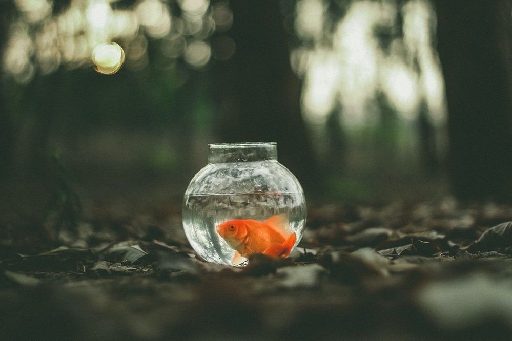 Fishbowl.jpg