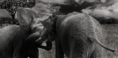 elephants-battle-large.jpg