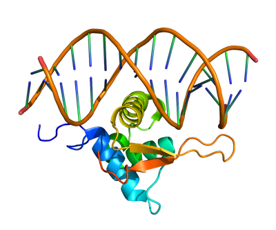 Figure 1. FOXO1, also known as forkhead in rhabdomyosarcoma (FKHR), is a protein that in humans is encoded by the FOXO1 gene. (Forkhead box protein O1 - Wikipedia)