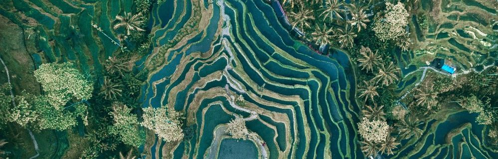 Aerial view of terraced rice paddies