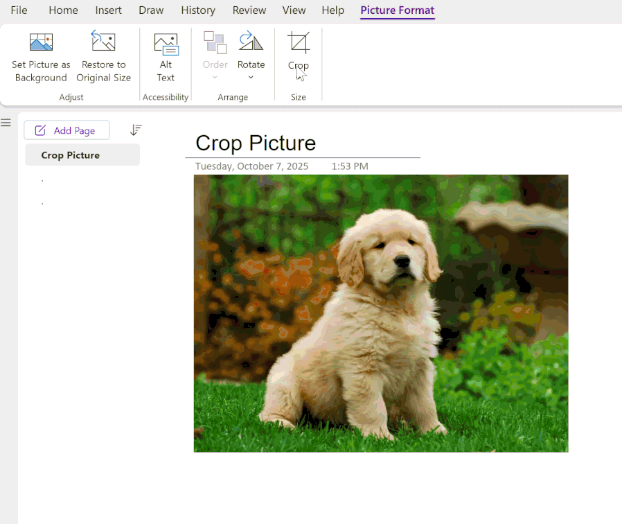 A moving image of someone cropping a photo of a puppy in a Microsoft OneNote on Windows notebook page.