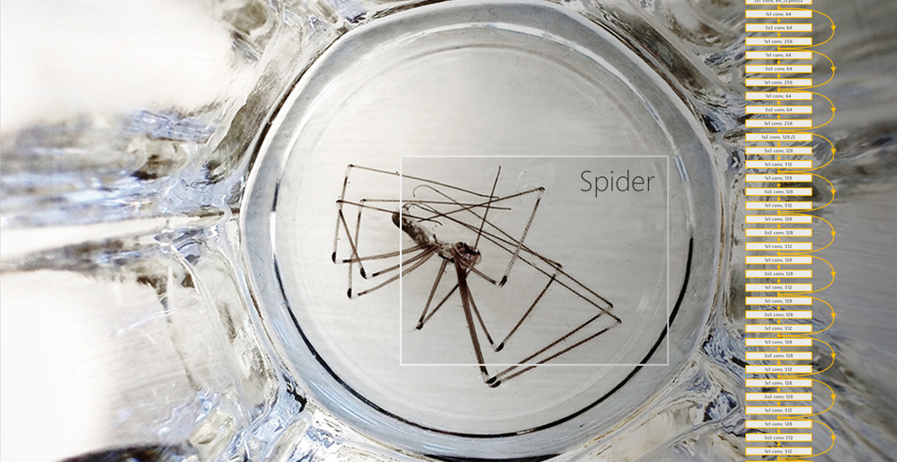 resnet spider[7862].png