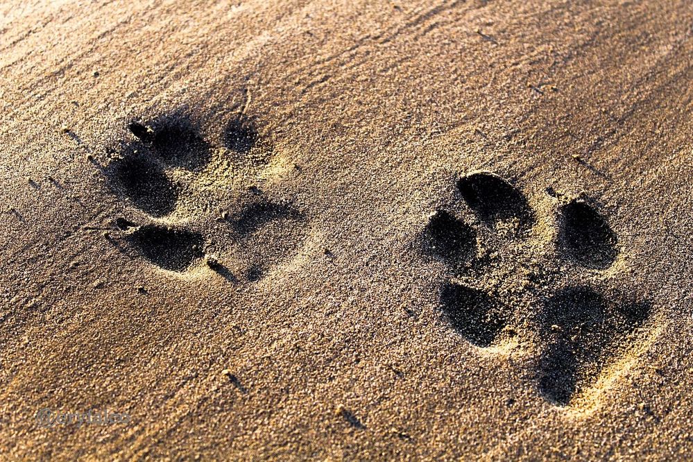 Beach-Footprints-Sand-Dogs-Footprint-Holiday-4417556.jpg