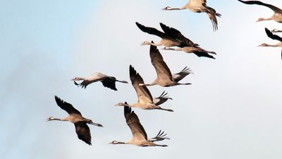 Birds-migrating-in-flight-on-white-background-1920x1080.jpg