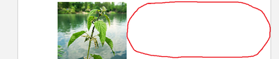 CrowsNest_0-1626391889144.png