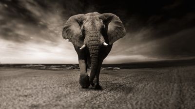 black-and-white-photo-of-large-elephant-standing-in-safari.jpg