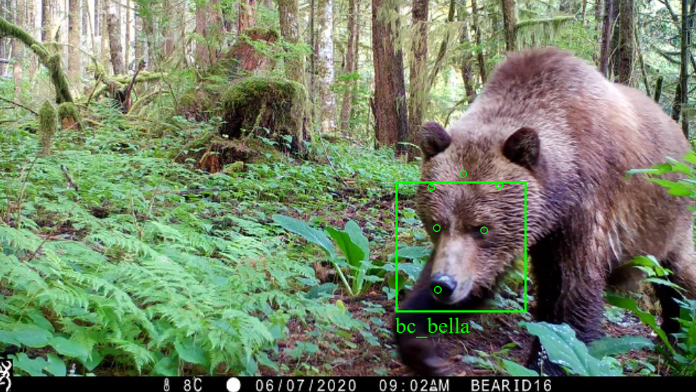 BearID Camera Trap Results