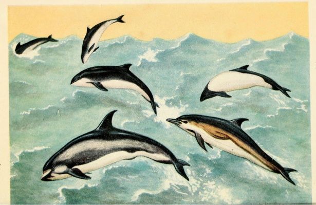 dolphins-amp-whales.jpg