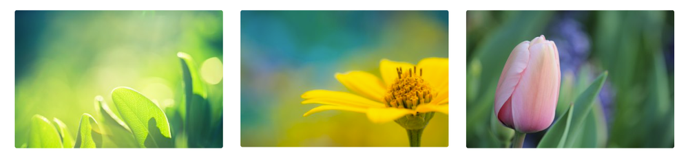 Image selection with bright colors and blurred backgrounds as theme