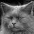 Vla Dunev's avatar