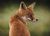ThinkingFox's avatar