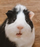 rserobert's avatar