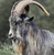 Mirviam's avatar