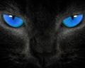 leopeva64-2_'s avatar
