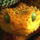 snek's avatar